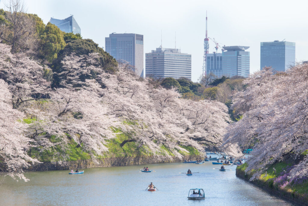 満開の桜並木の千鳥ヶ淵でボートを楽しむ人々