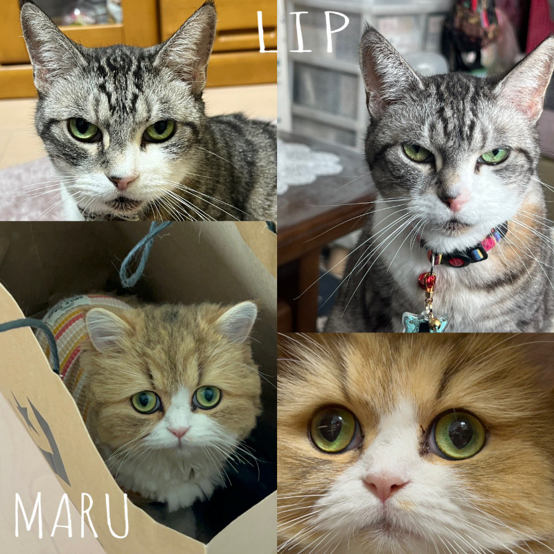 高橋エリの家族、マルとリップ！
